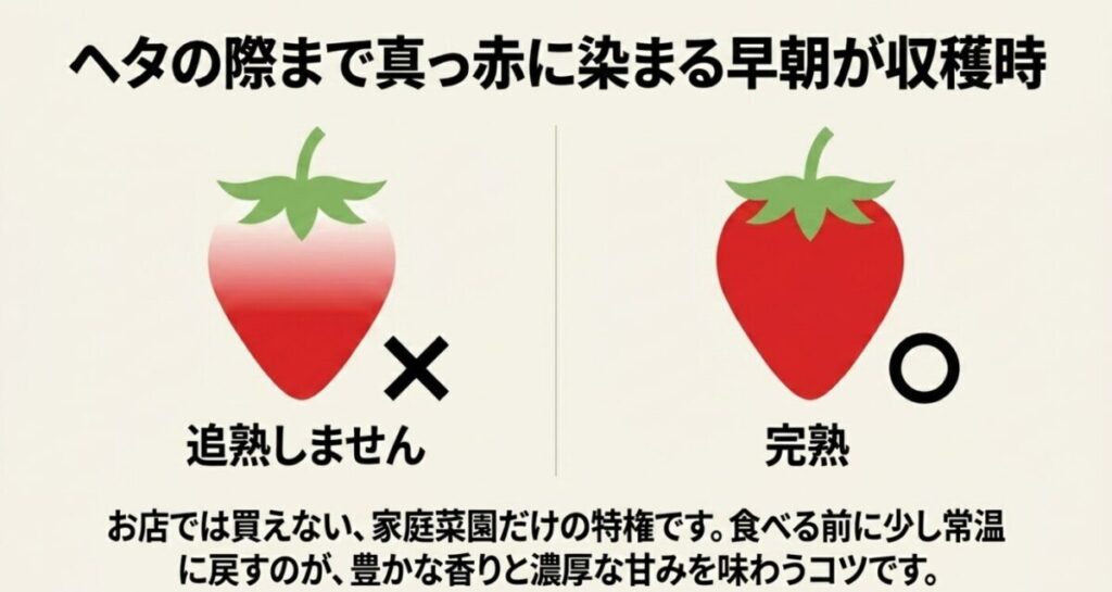 いちごは追熟しないため、ヘタの際まで真っ赤に染まった早朝が一番の収穫時であることを示すイラスト
