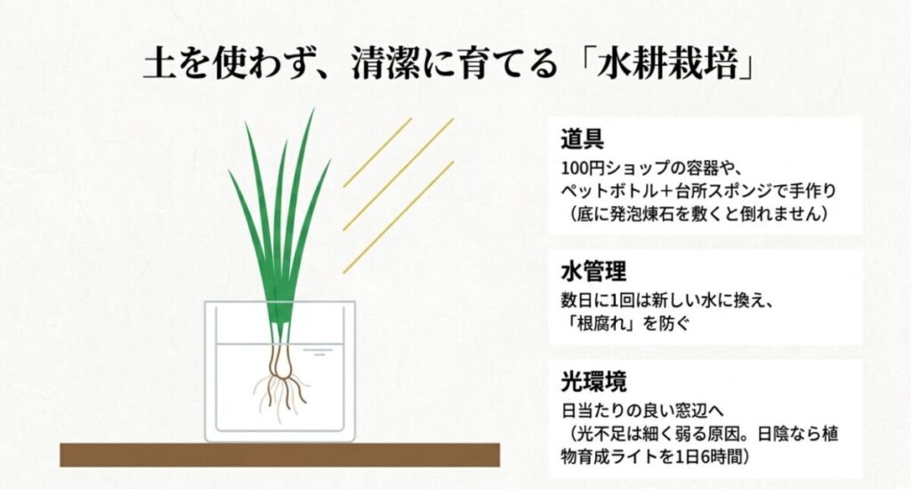 透明な容器を使った小ネギの水耕栽培のイラストと、根腐れを防ぐ水管理や光環境のポイント