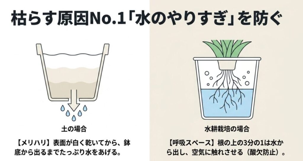 土の場合は乾いてからたっぷり与えること、水耕栽培の場合は根の3分の1を空気に出して酸欠を防ぐ「呼吸スペース」の重要性。