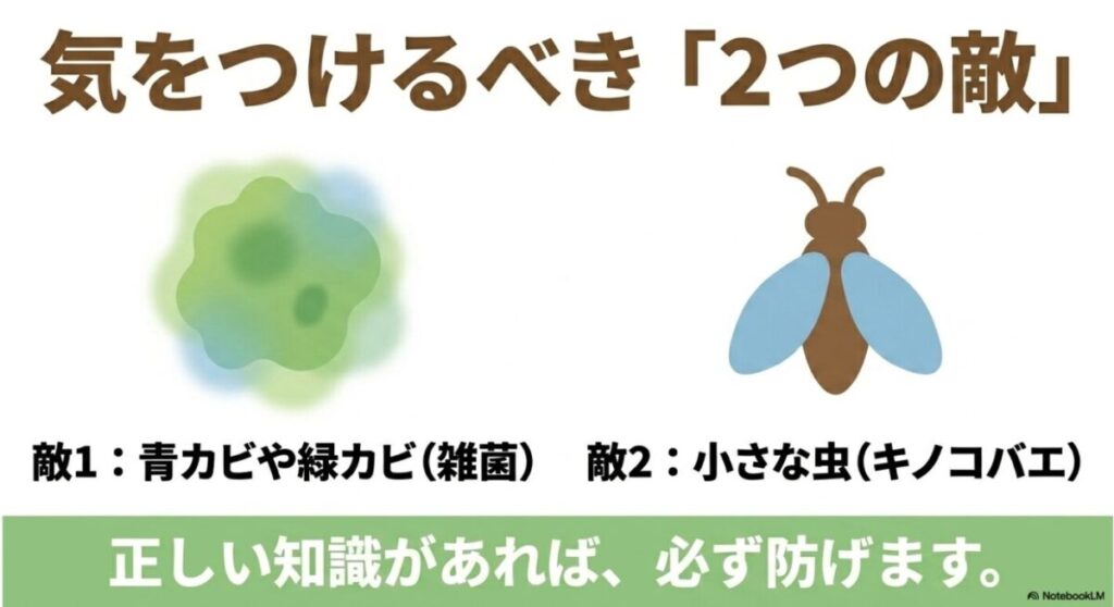 きのこ栽培で気をつけるべき敵として、青カビや緑カビなどの雑菌と、小さな虫であるキノコバエを挙げたスライド