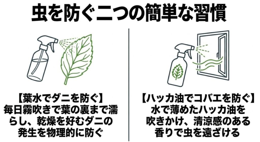 家庭菜園をアパート：虫を防ぐ二つの簡単な習慣。葉水でダニを防ぎ、ハッカ油スプレーでコバエを遠ざける方法。