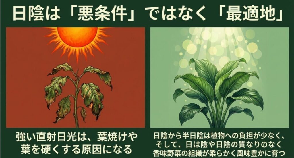 日陰家庭菜園：強い直射日光で葉焼けしてしまった植物と、日陰の柔らかい光を浴びて青々と育つ植物の対比イラスト。