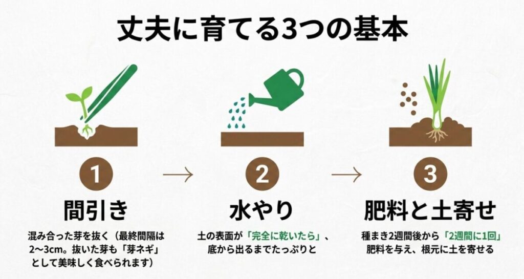 家庭菜園で小ネギ：ピンセットを使った間引き、ジョウロでの水やり、肥料と土寄せの手順を示す3つのイラスト