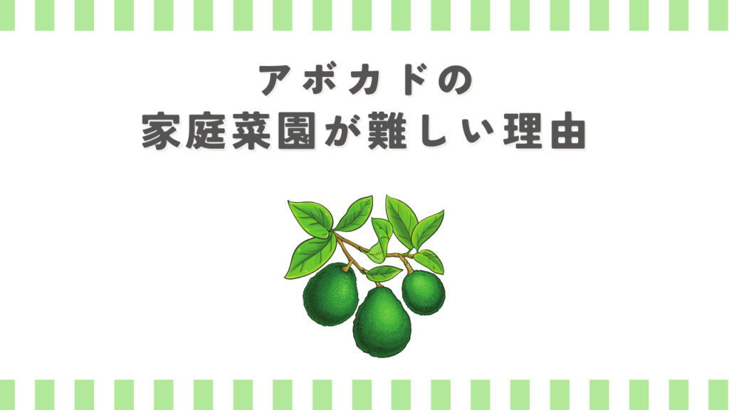 アボカドの家庭菜園が難しい理由