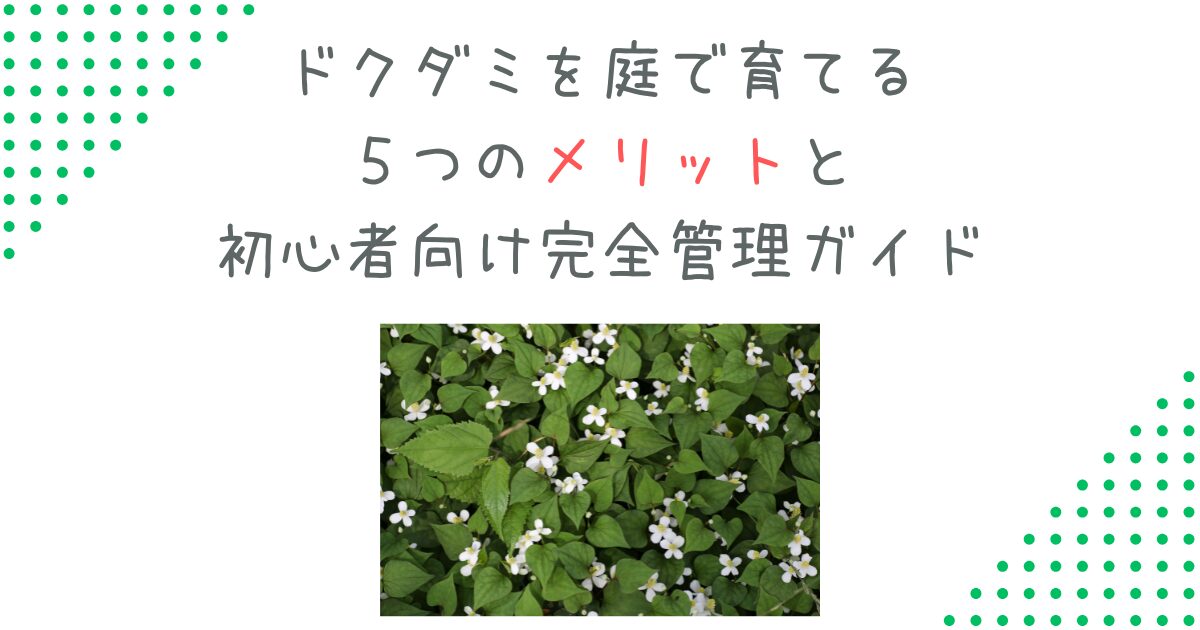 ドクダミを庭で育てる５つのメリットと初心者向け完全管理ガイド