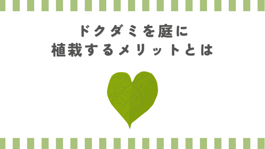 ドクダミを庭に植栽するメリットとは