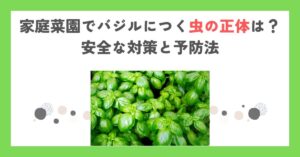 家庭菜園でバジルにつく虫の正体は？安全な対策と予防法