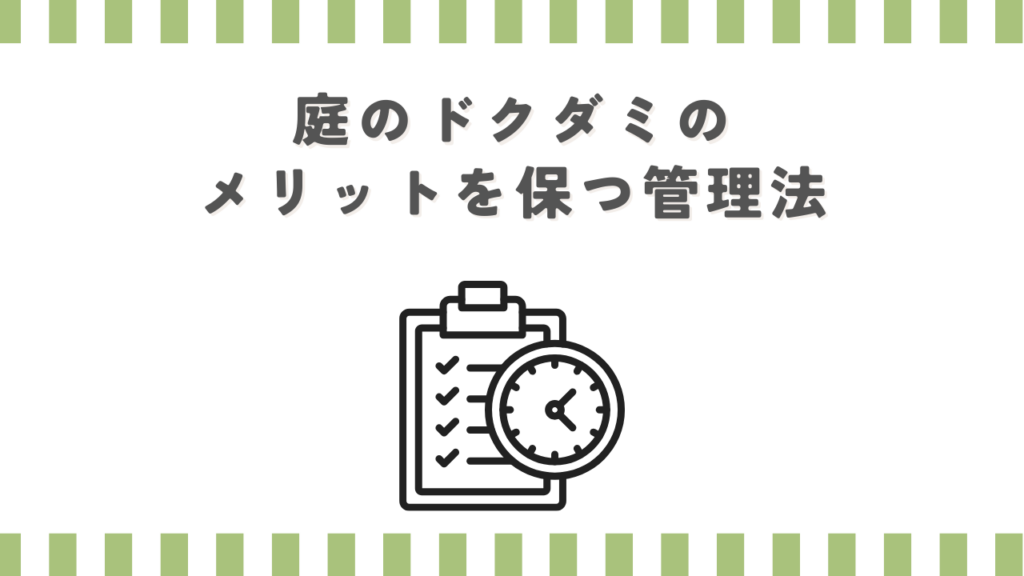 庭のドクダミのメリットを保つ管理法