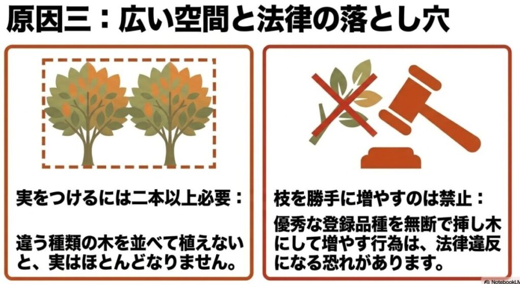 ブルーベリー：原因三：広い空間と法律の落とし穴。実をつけるには二本以上必要な点と、登録品種を無断で挿し木で増やす行為が法律違反になる恐れがあることの解説
