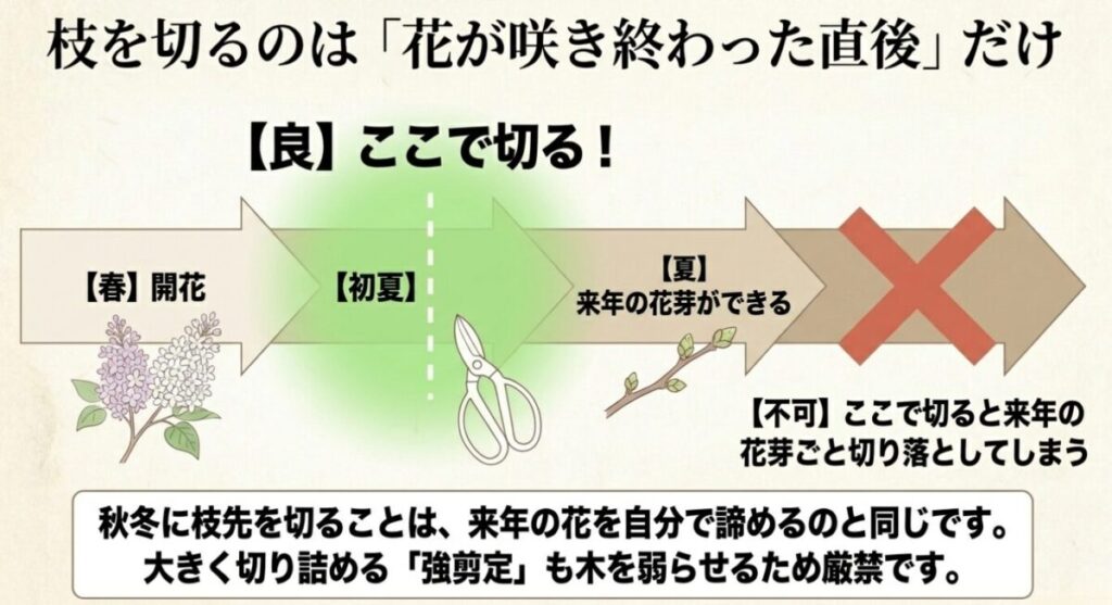 ライラックの枝を切る正しい時期の解説。花が咲き終わった直後の初夏が適期であり、秋冬の剪定は来年の花芽を切り落とすため厳禁であるという説明