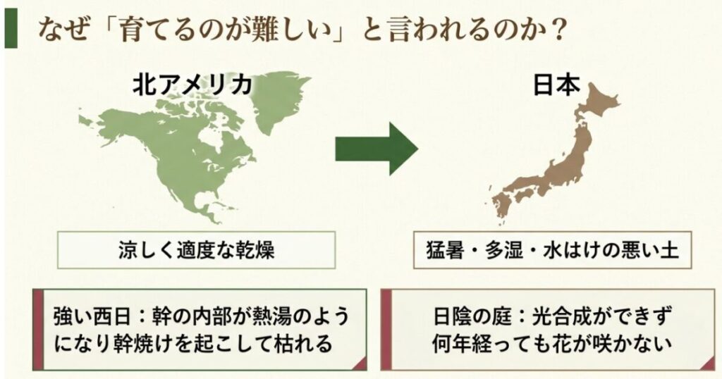 ハナミズキが日本の猛暑や水はけの悪い環境に合わない理由の図解
