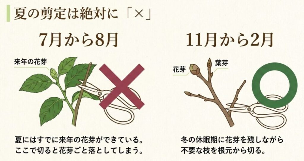 ハナミズキの花芽を落とさない冬の休眠期の剪定と夏剪定のNG例