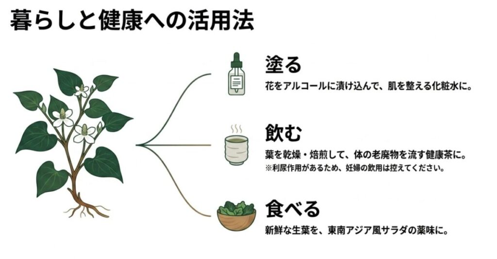 ドクダミの活用法として、化粧水(塗る)、健康茶(飲む ※妊婦の飲用制限の注意書きあり)、東南アジア風サラダの薬味(食べる)の3つの方法をアイコンと共に紹介するスライド。