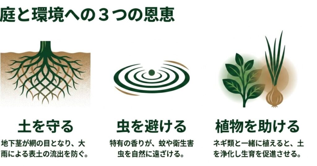 ドクダミ:土を守る(地下茎による土壌保全)、虫を避ける(特有の香りによる防虫)、植物を助ける(ネギ類とのコンパニオンプランツ効果)の3つのメリットをイラスト付きで説明するスライド。