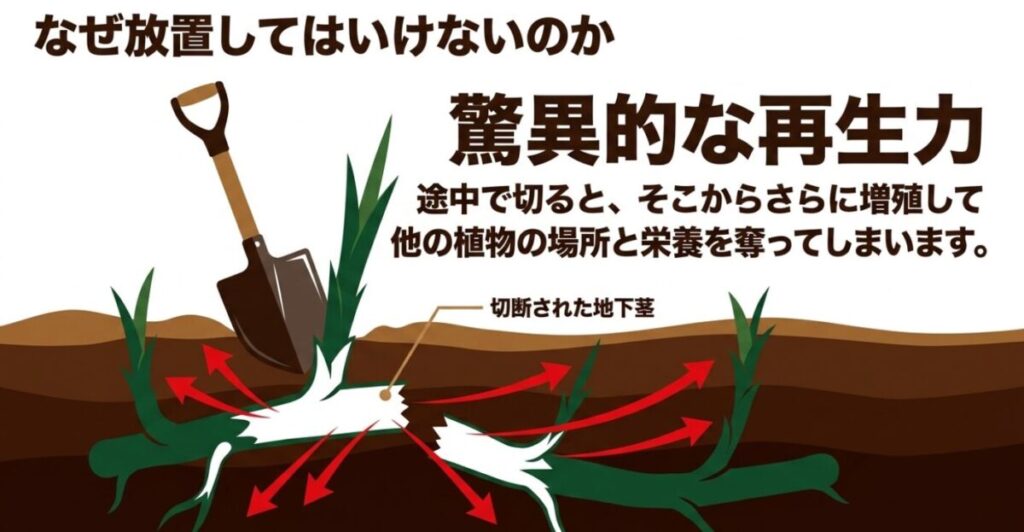 ドクダミ:スコップで切断された地下茎の断片から、さらに新しい芽が周囲に一斉に増殖して、他の植物の場所や栄養を奪うメカニズムを赤い矢印で図解したスライド。