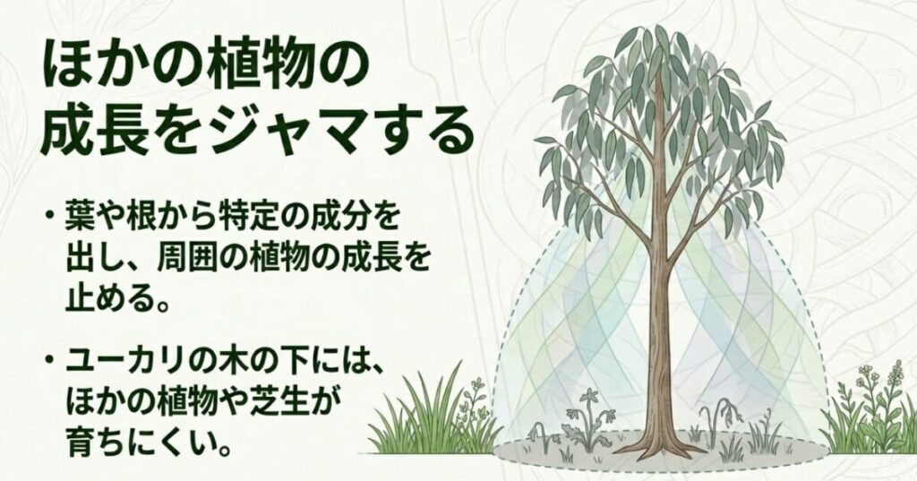 ユーカリの木の下で他の植物や芝生が育ちにくい様子を表したイラスト。葉や根から周囲の植物の成長を止める成分を出すアレロパシーについての説明。