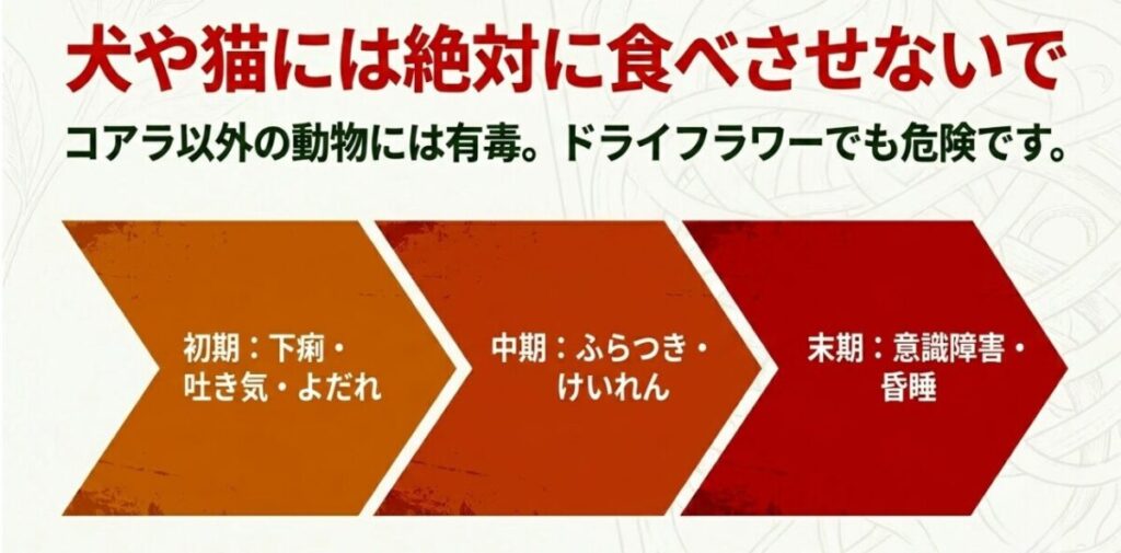 犬と猫へのユーカリの毒性を示す警告。コアラ以外には有毒で、初期の下痢・吐き気から、末期の意識障害までの症状の進行を説明。