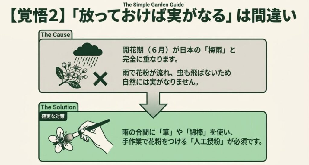 開花期が梅雨と重なるフェイジョアにおいて筆や綿棒を使った人工授粉が必須である理