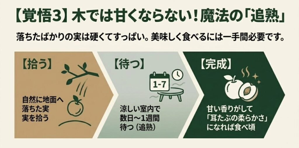 フェイジョア：自然に落ちた実を拾い涼しい室内で数日待って甘くする追熟の3ステップ
