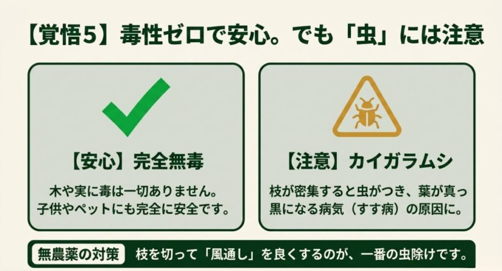 フェイジョアは完全無毒だがカイガラムシ対策として風通しを良くする剪定が必要であること