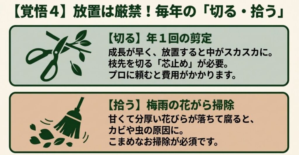 フェイジョア：放置厳禁となる年1回の芯止め剪定とカビを防ぐ梅雨時期の花がら掃除