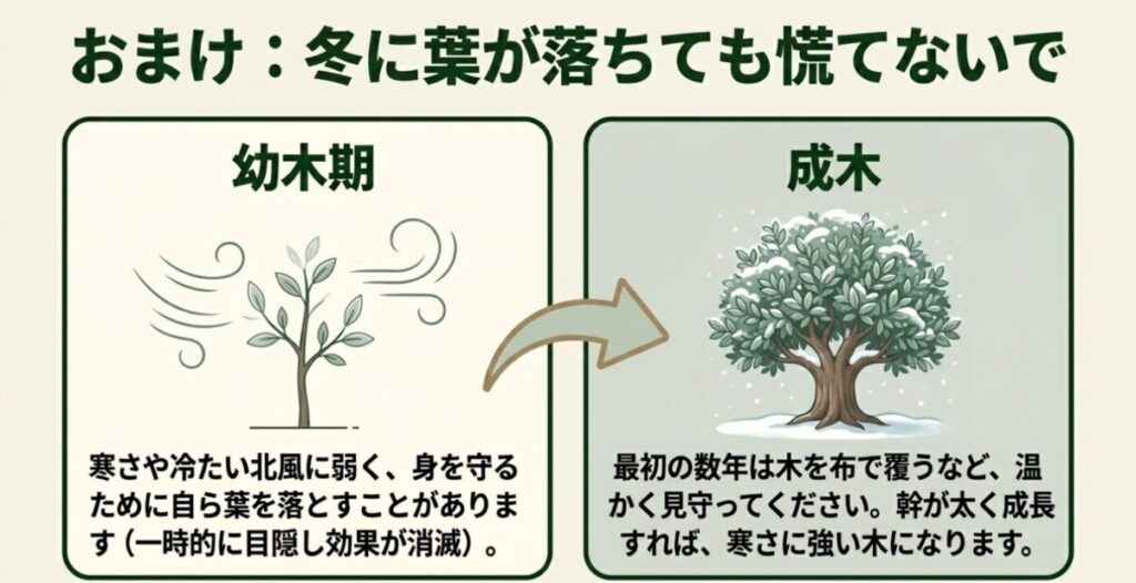 フェイジョア：寒さや北風から身を守るために自ら葉を落とす幼木期の特性と寒さ対策