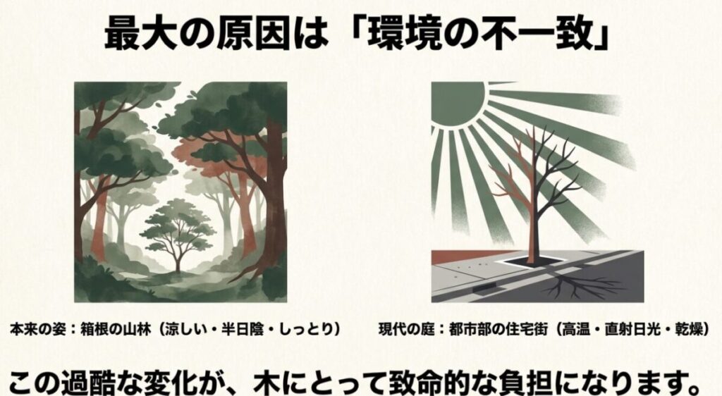 ヒメシャラの本来の生育環境である涼しい山林と、過酷な現代の住宅街の環境の違いを説明したスライド