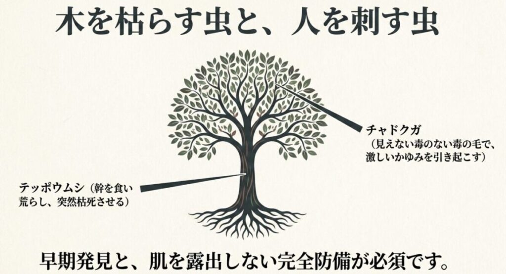 ヒメシャラ：幹を食い荒らすテッポウムシと、激しいかゆみを引き起こすチャドクガの危険性と早期発見の重要性を説明したスライド