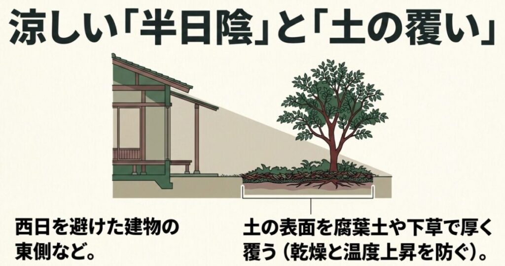 西日を避けた半日陰に植えられ、土の表面を腐葉土や下草で厚く覆われたヒメシャラの環境づくりのイラスト
