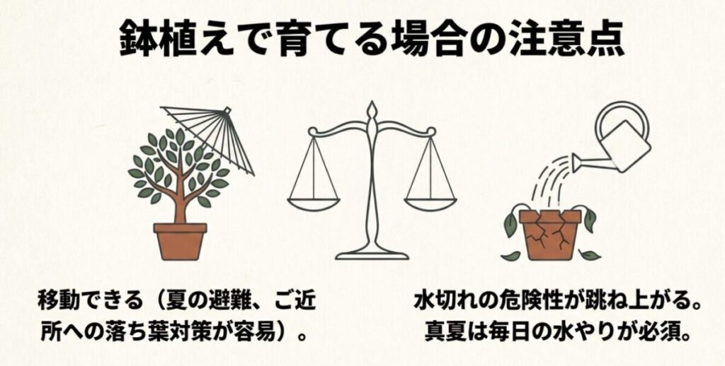 ヒメシャラ：移動できるメリットと引き換えに、水切れの危険性が跳ね上がるという鉢植え管理の注意点を示したスライド