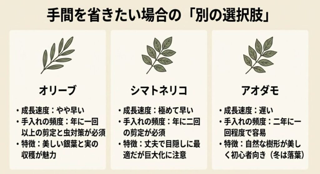 手間を省きたい場合の別の選択肢。オリーブ、シマトネリコ、アオダモの成長速度と特徴の比較