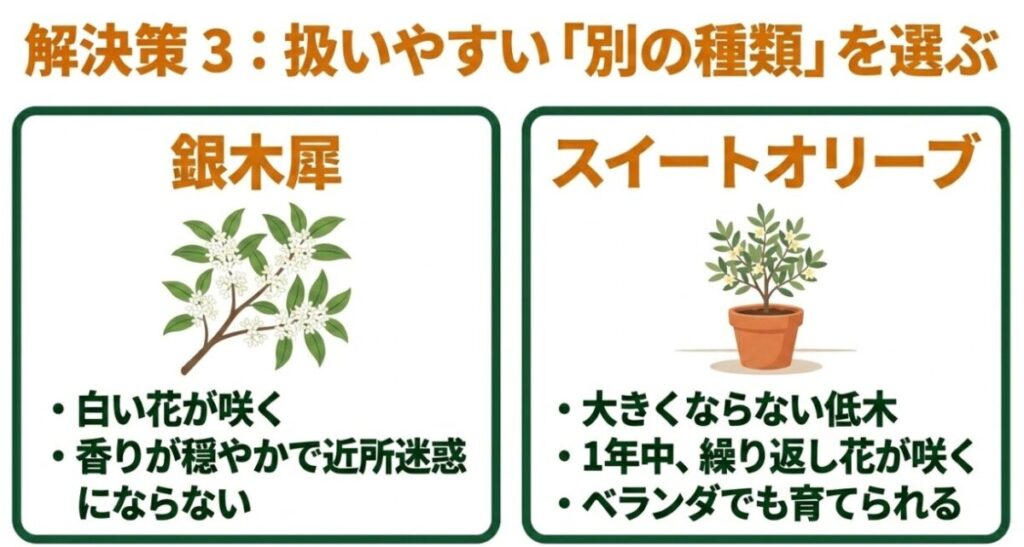 金木犀の代わりになる別の種類。白い花で香りが穏やかな「銀木犀」と、大きくならず1年中花が咲く低木「スイートオリーブ」の紹介。