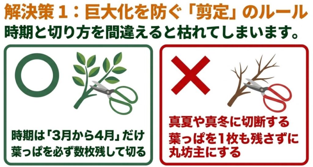 金木犀の巨大化を防ぐ剪定のルール。最適な時期は3月から4月で、葉を数枚残して切るのが鉄則。真夏や真冬の切断、葉を残さない丸坊主はNG。