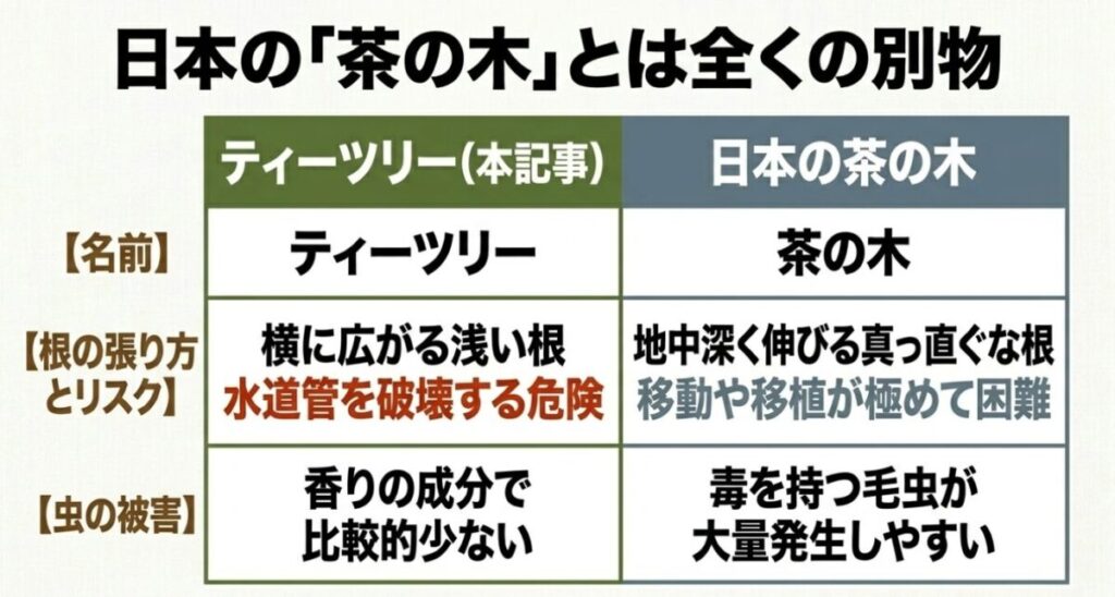 日本の「茶の木」とは全くの別物。ティーツリーと日本の茶の木の原産、根の張り方とリスク、虫の被害の比較表