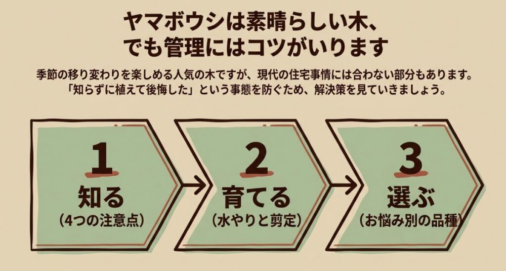 ヤマボウシは素晴らしい木、でも管理にはコツがいります。1.知る(4つの注意点)、2.育てる(水やりと剪定)、3.選ぶ(お悩み別の品種)の3ステップ。