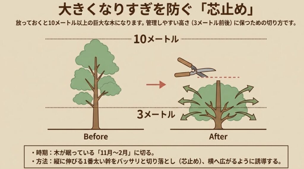 ヤマボウシ:大きくなりすぎを防ぐ「芯止め」。11月〜2月に縦に伸びる1番太い幹を3メートル程度の高さで切り落とし、横へ広がるように誘導する。