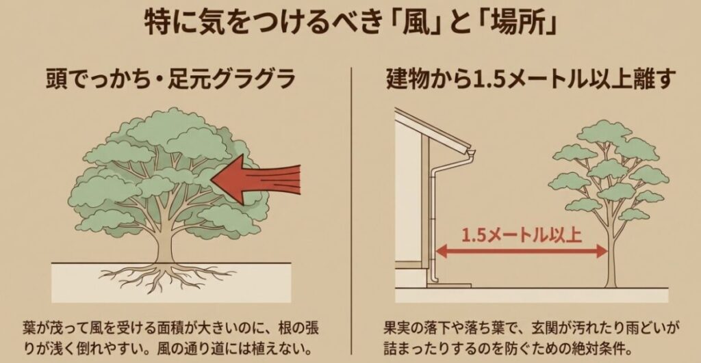 ヤマボウシ:特に気をつけるべき「風」と「場所」。頭でっかち・足元グラグラで倒れやすいため風の通り道には植えない。また、汚れを防ぐため建物から1.5メートル以上離す。
