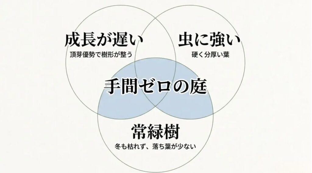 庭木：手間ゼロの庭を作る条件。成長が遅い（頂芽優勢で樹形が整う）、虫に強い（硬く分厚い葉）、常緑樹（冬も枯れず、落ち葉が少ない）。