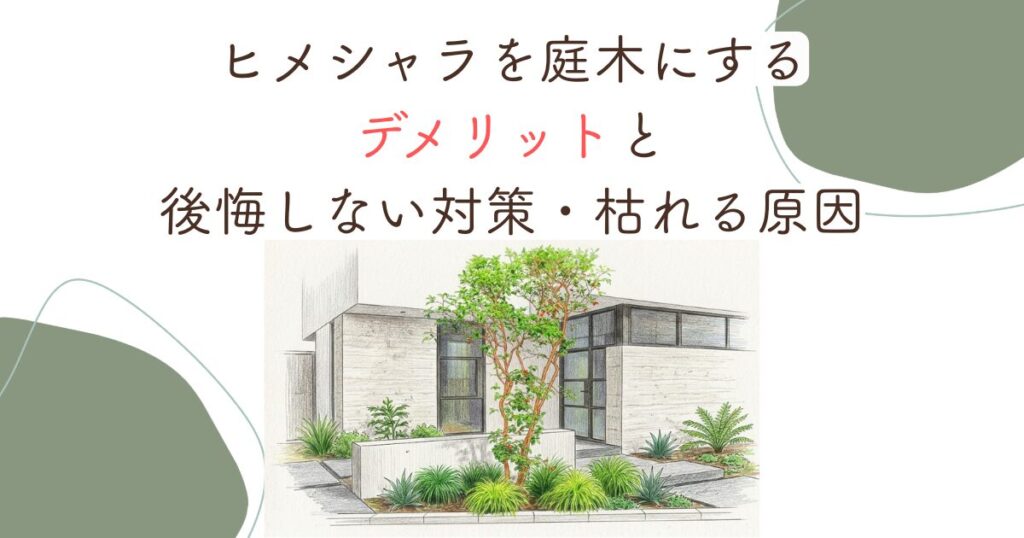 ヒメシャラを庭木にするデメリットと後悔しない対策・枯れる原因