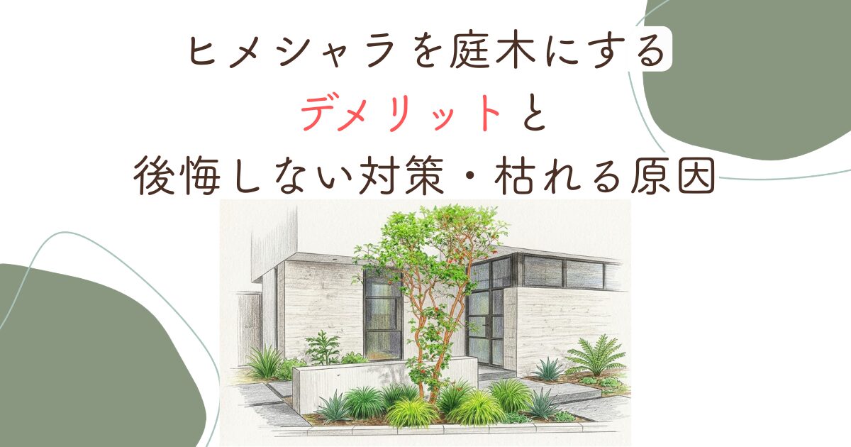 ヒメシャラを庭木にするデメリットと後悔しない対策・枯れる原因