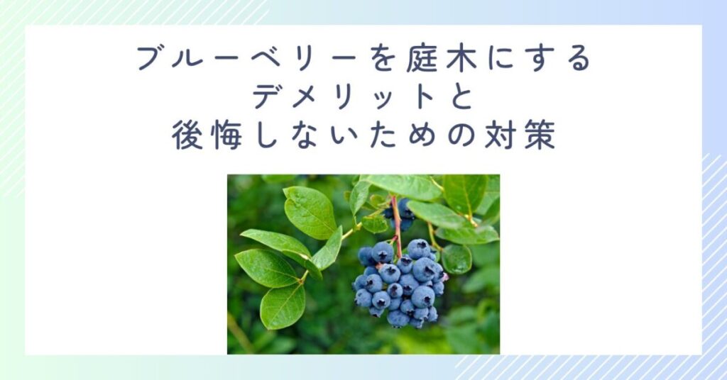 ブルーベリーを庭木にするデメリットと後悔しないための対策
