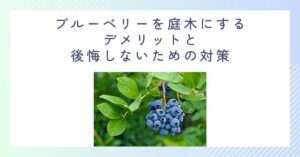 ブルーベリーを庭木にするデメリットと後悔しないための対策