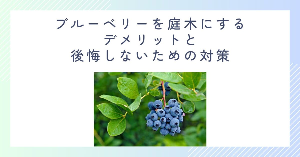 ブルーベリーを庭木にするデメリットと後悔しないための対策
