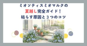 ミオソティスミオマルクの夏越し完全ガイド！枯らす原因と３つのコツ