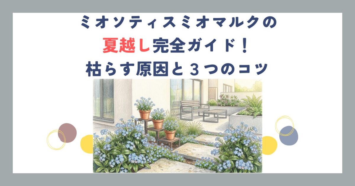 ミオソティスミオマルクの夏越し完全ガイド！枯らす原因と３つのコツ