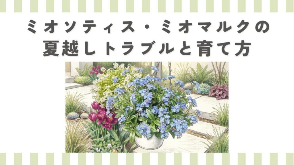 ミオソティス・ミオマルクの夏越しトラブルと育て方