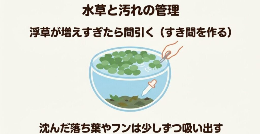 浮草を間引いて水面にすき間を作り、底に沈んだ落ち葉やふんを少しずつ取り除く管理方法
