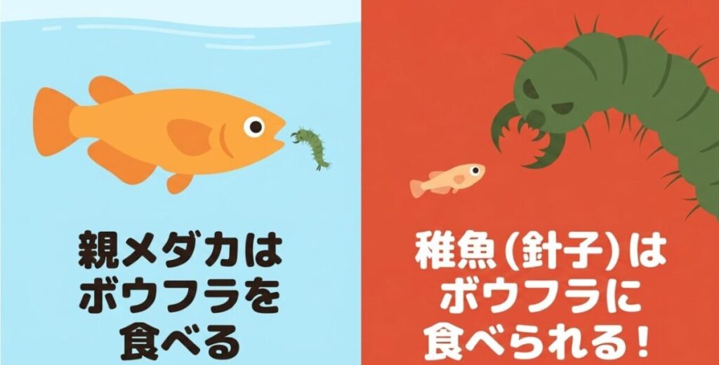 親メダカはボウフラを食べる一方、針子は大型のボウフラに襲われるおそれがあることを示す比較図