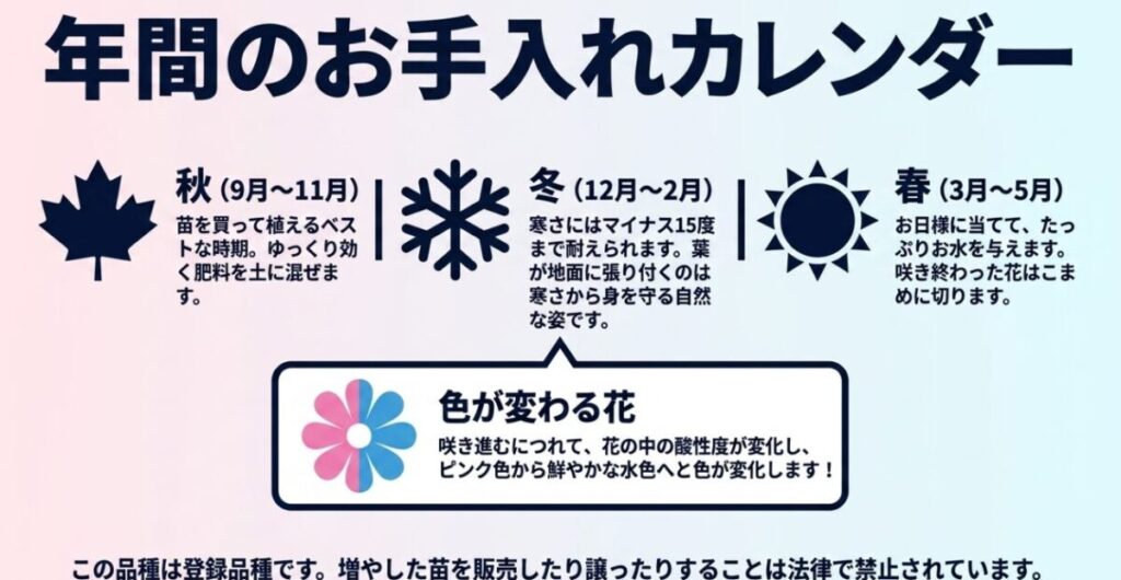 ミオソティス・ミオマルク：秋、冬、春の季節ごとの栽培ポイントと、ピンクから水色へ色が変わる花の特徴をまとめた年間お手入れカレンダー。