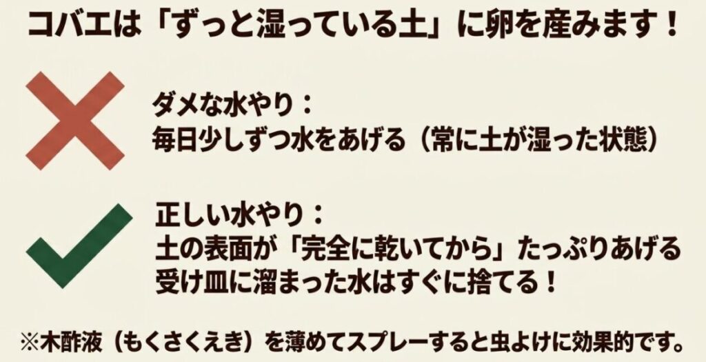 コバエは湿った土に卵を産むため、土が完全に乾いてから水やりする重要性を示すスライド